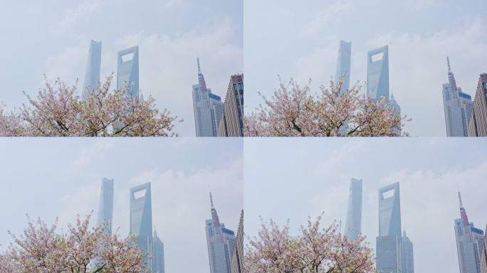 上海城市陆家嘴东昌路环球金融中心樱花
