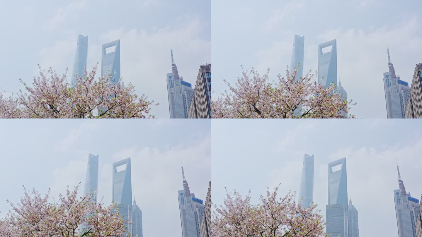 上海城市陆家嘴东昌路环球金融中心樱花