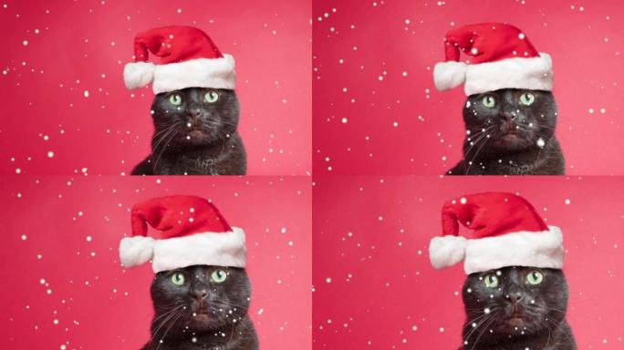 黑猫戴着圣诞老人的帽子，下雪