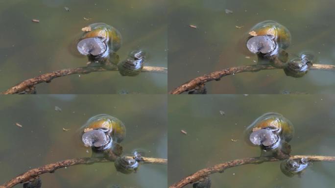苹果蜗牛在池塘里爬行。