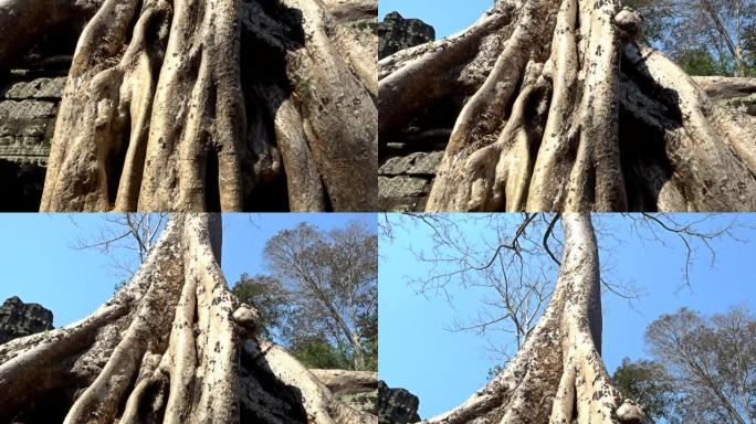 吴哥窟塔普伦寺的大树