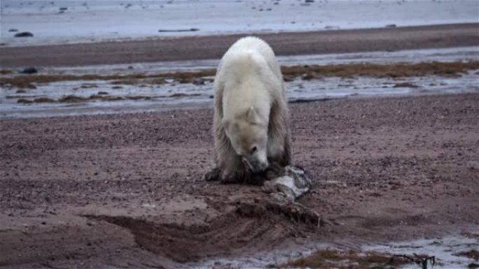 北极熊喂养海豹皮肤，加拿大，2022