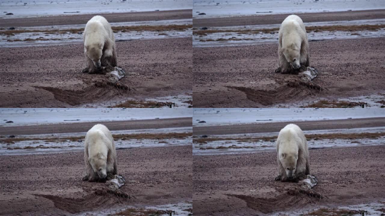 北极熊喂养海豹皮肤，加拿大，2022