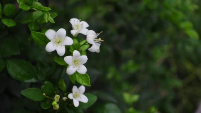 芬芳的橙色茉莉花(卡米尼)白色的花在绿树上。潮湿的白色Madhu Kamini花在雨季的特写。4k视