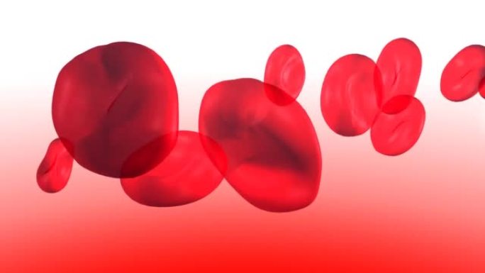 血液循环中红细胞的解剖3d动画。红色和白色背景上的透明图像。