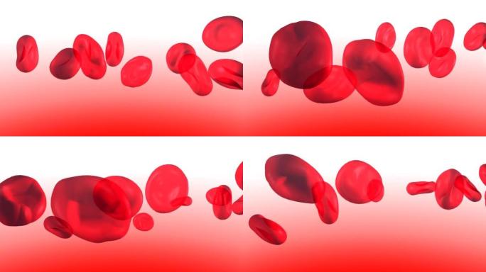 血液循环中红细胞的解剖3d动画。红色和白色背景上的透明图像。
