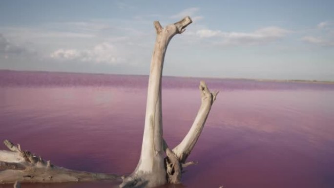干燥的树躺在粉红色的湖中，面对美丽的天空。不寻常的神奇地方
