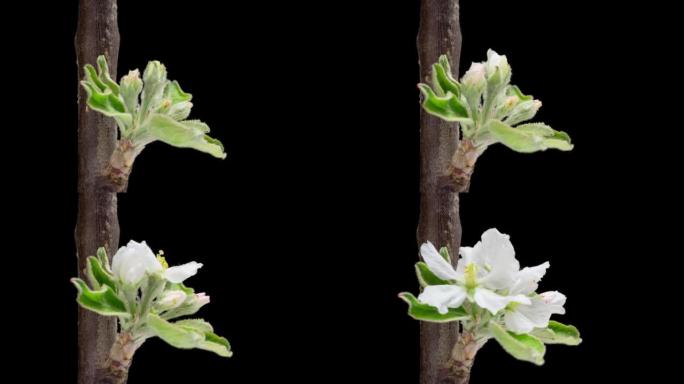 苹果树开花的4k时间流逝