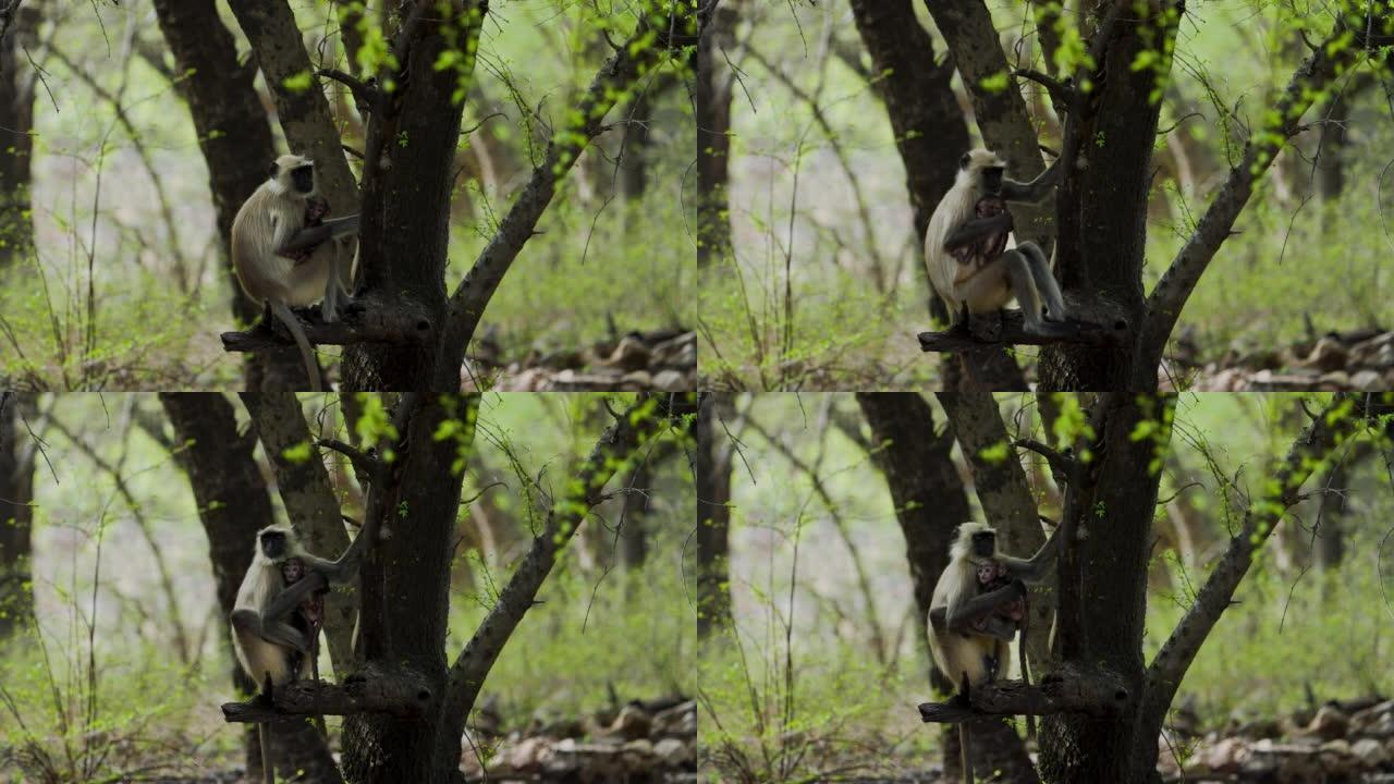 印度西部森林中的灰叶猴或哈努曼叶猴