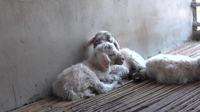 羊 羔羊 外貌 出生两天的小羊 羔羊吃奶
