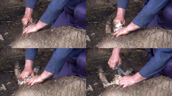 一位农民用手工剪刀以传统的传统方式剪绵羊