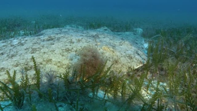 安静的海射线变成海底的磷虾云