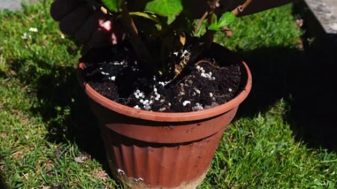 在带有黑土和植物芽的塑料花瓶中添加颗粒状肥料