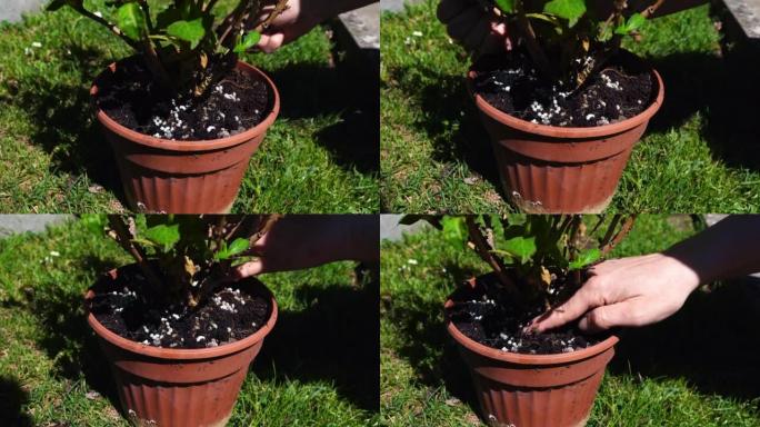 在带有黑土和植物芽的塑料花瓶中添加颗粒状肥料
