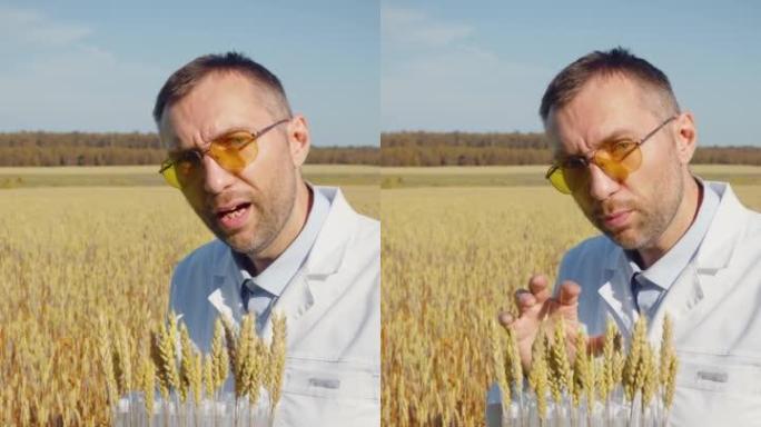 田间农艺师的垂直视频显示了镜头前试管中的耳朵成熟，并谈论了种植转基因食品的好处。
