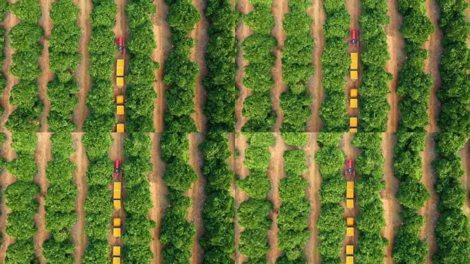Orange fruit farm, tractor train transportation an