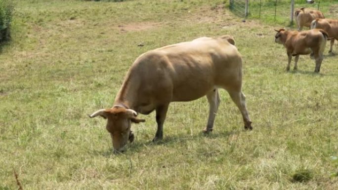 一只长着大角的母牛。夏天，牛群在牧场上放牧