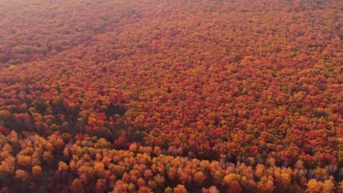 秋季景观无人机拍摄橙色森林树木