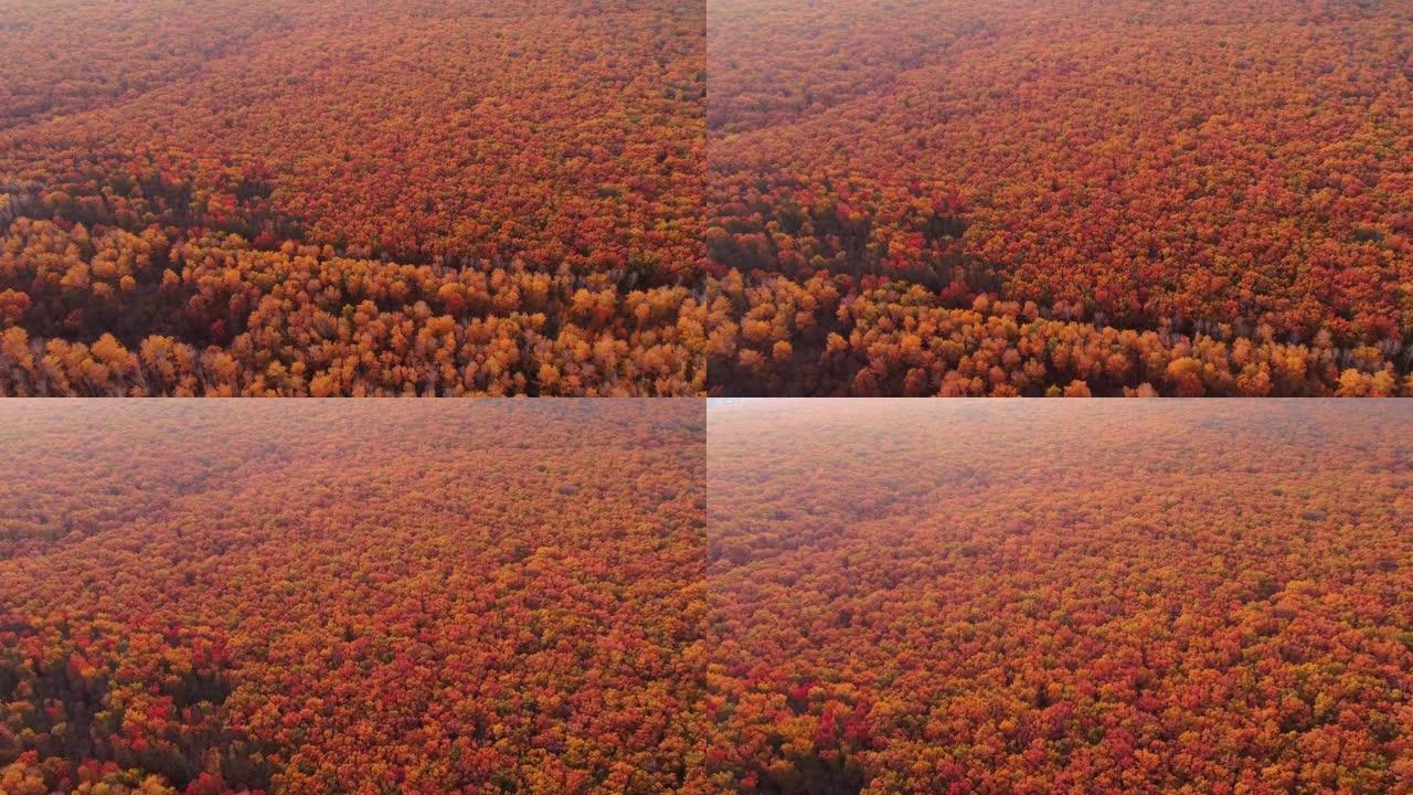 秋季景观无人机拍摄橙色森林树木