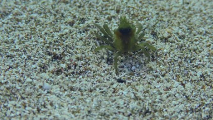 沙质海底的绿色蜘蛛蟹。
