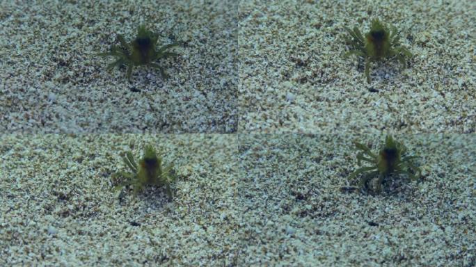 沙质海底的绿色蜘蛛蟹。