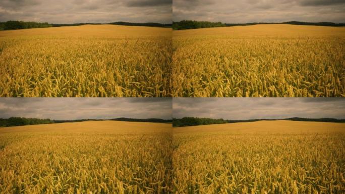 小麦小穗与谷物摇动风。夏季谷物丰收。农业企业环保小麦。全球粮食危机。黑暗戏剧性天空背景下的麦田。