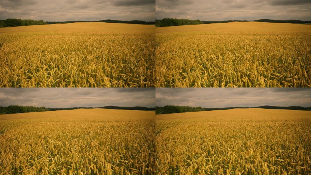 小麦小穗与谷物摇动风。夏季谷物丰收。农业企业环保小麦。全球粮食危机。黑暗戏剧性天空背景下的麦田。
