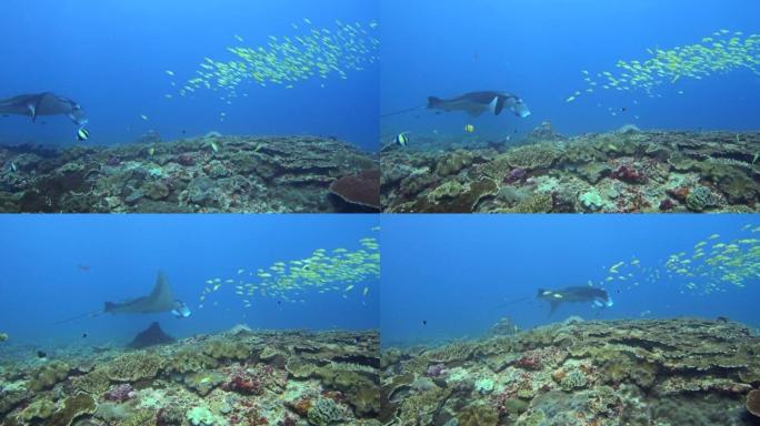 Manta ray swimming through school of blue-lined sn