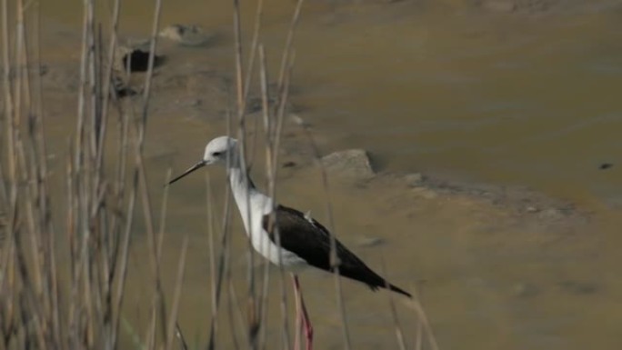 意大利骑士Himantopus himantopus检查池塘岸边植被中的巢穴