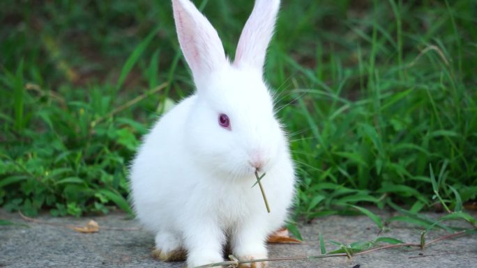 【镜头合集】可爱的小白兔在吃草