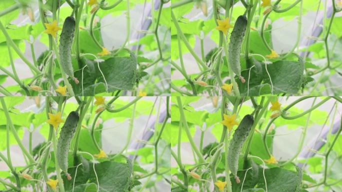 挂在温室灌木丛上的特写素食黄瓜。