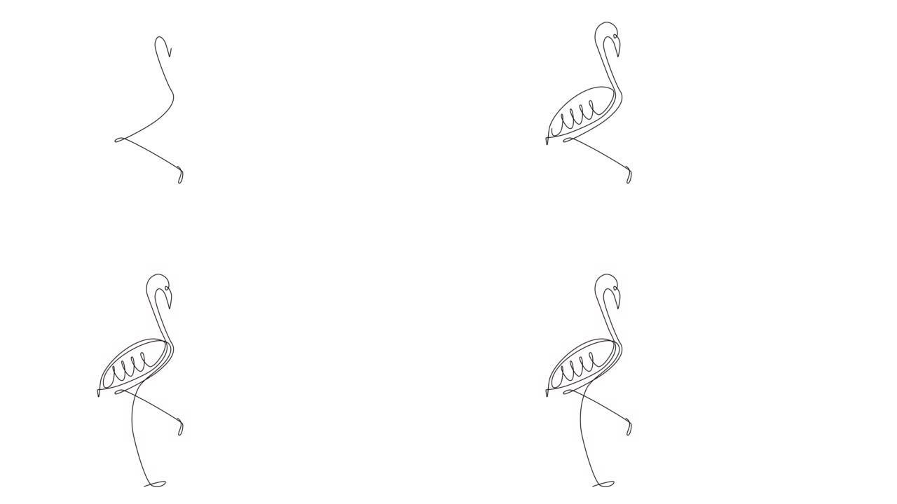 火烈鸟轮廓的自绘动画。复制空间。白色背景。
