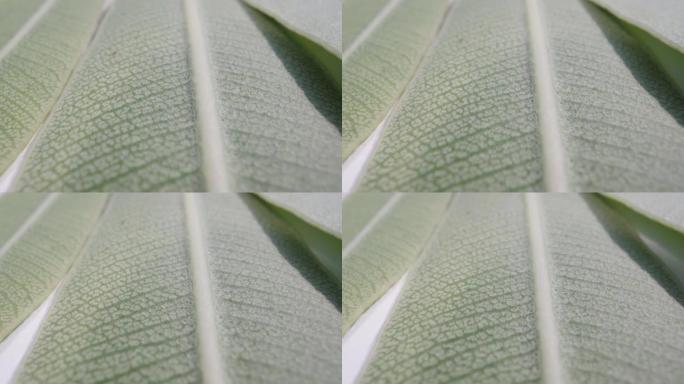 有毒的Nerium花的叶子的质地，反面。多莉滑块极限特写。Laowa探头