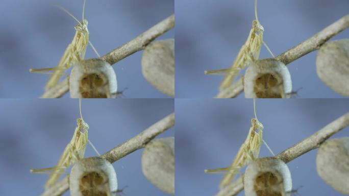 特写小螳螂坐在天仙子干花上，在蓝天背景下四处张望。克里米亚螳螂(Ameles heldreichi)