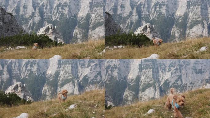可爱的狮子狗小狗在山里奔跑