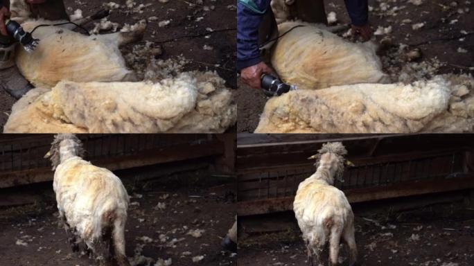 一只刚剪过的羊在羊圈里