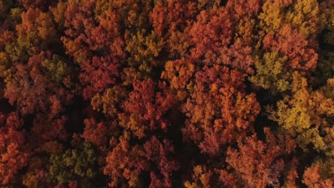 秋季森林空中拍摄红色橙色森林树木