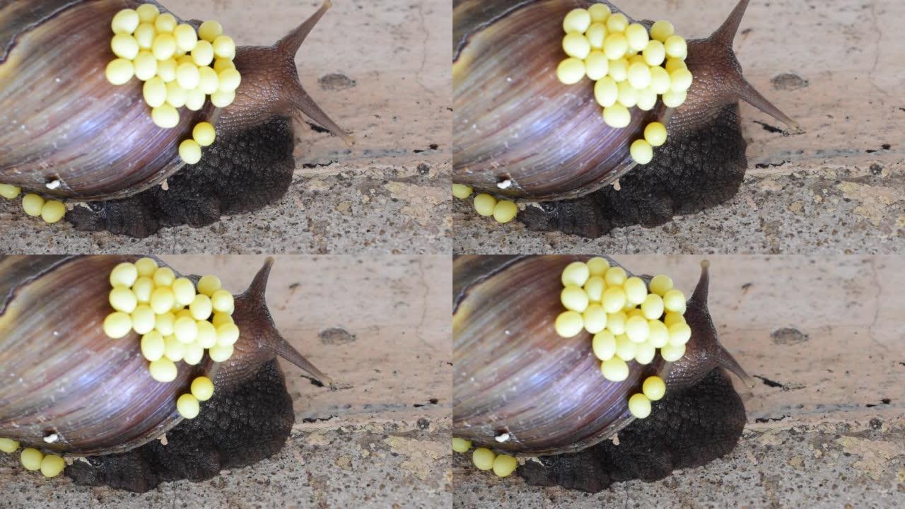 带有鸡蛋的巨型非洲蜗牛