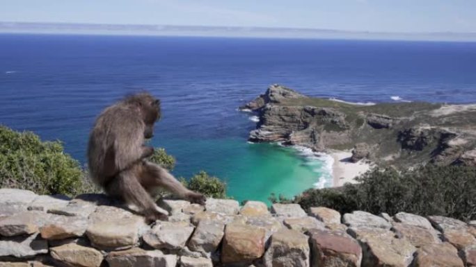 一只狒狒坐在岩石上，背景是大海的全景。