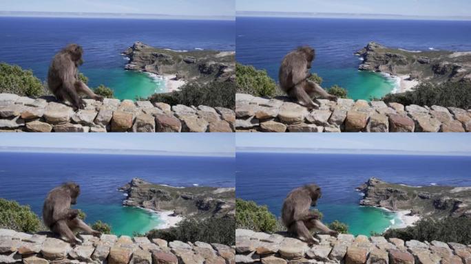 一只狒狒坐在岩石上，背景是大海的全景。