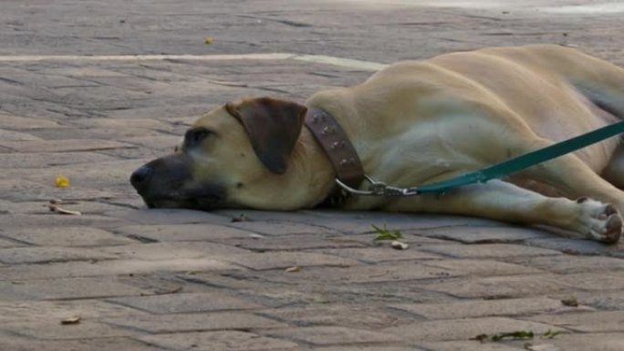 一只成年狗在Boerboel品种的皮带上的特写镜头位于树荫下的铺路石上。这只狗在夏天炎热的时候很难过