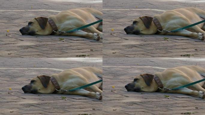 一只成年狗在Boerboel品种的皮带上的特写镜头位于树荫下的铺路石上。这只狗在夏天炎热的时候很难过