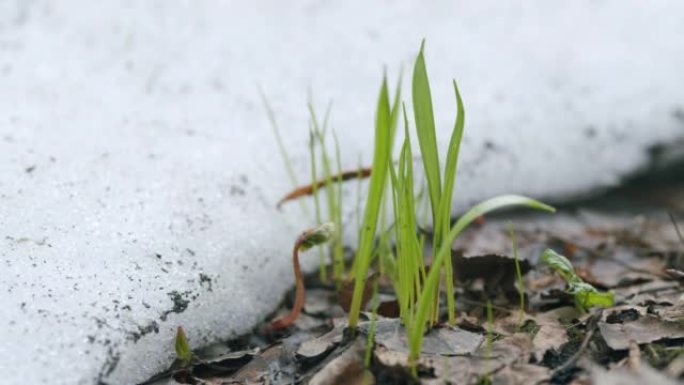 森林中新鲜的春草芽在融化的积雪中生长。春天的太阳融化的雪。