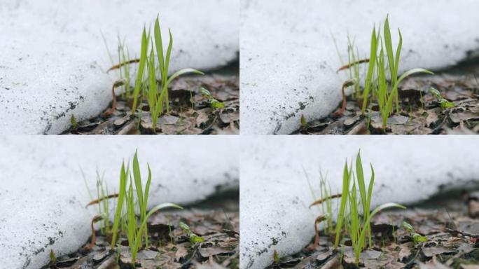 森林中新鲜的春草芽在融化的积雪中生长。春天的太阳融化的雪。