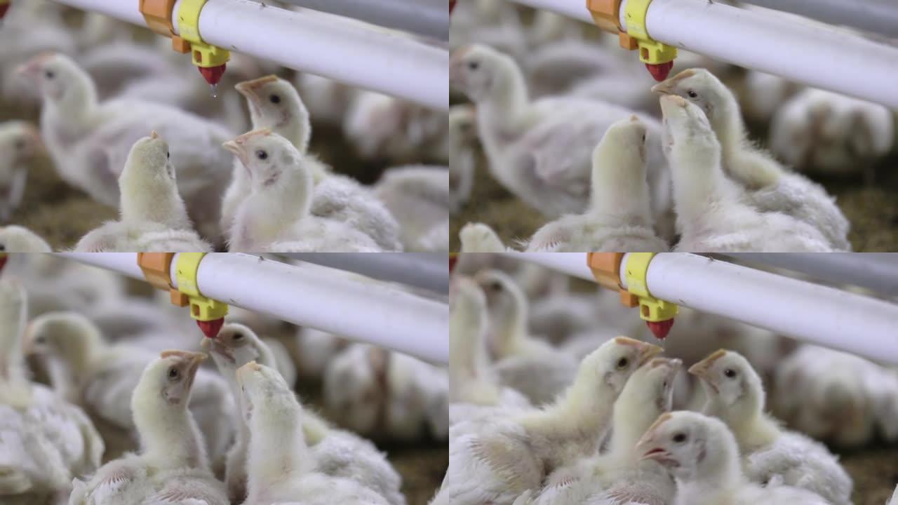 泰国，温度和灯光控制，鸡在封闭的农场里喝水。