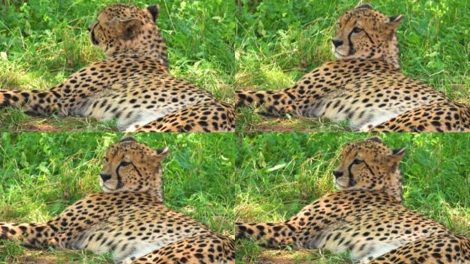躺在草地上的野生猎豹。高质量4k镜头