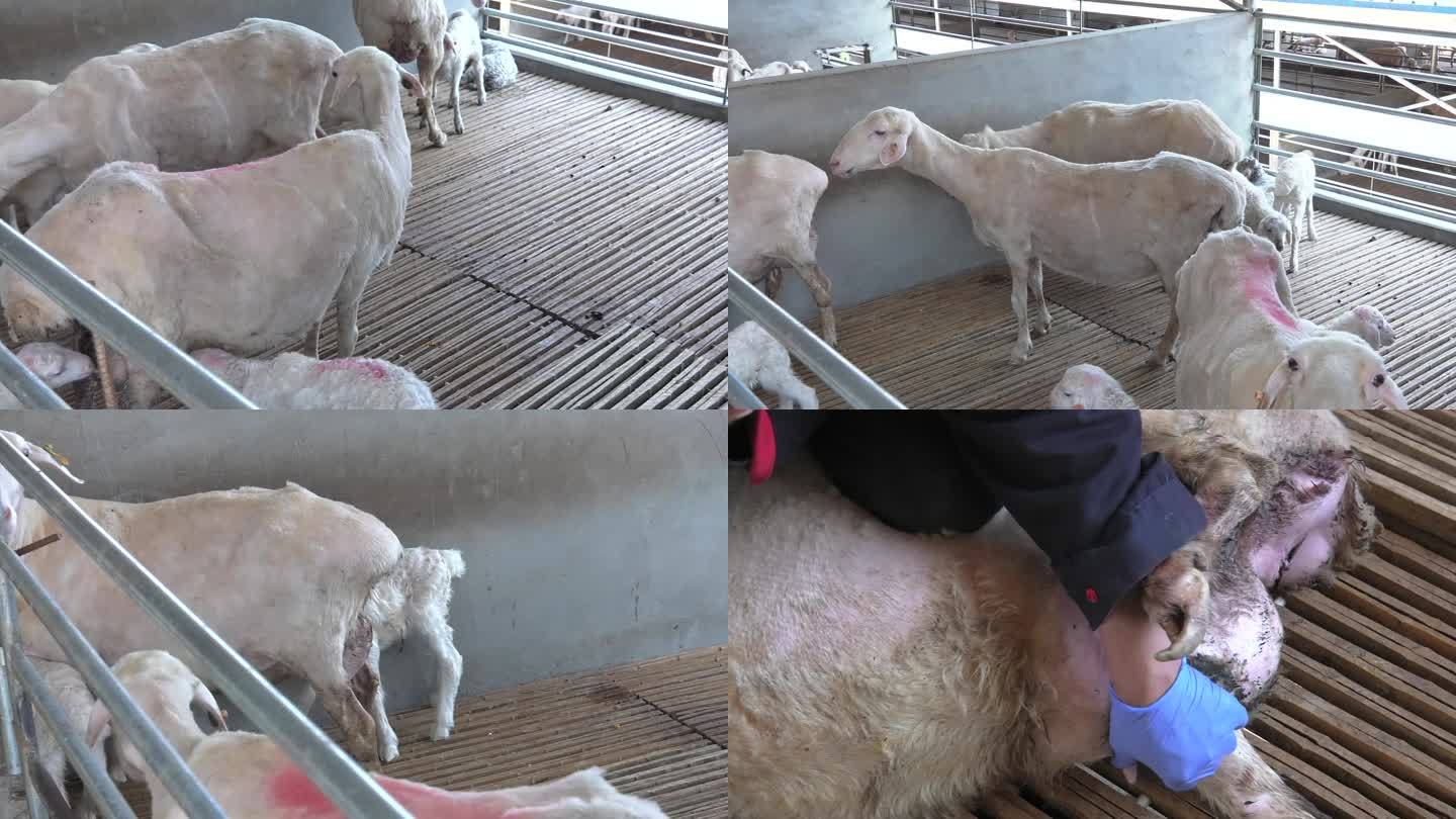 羊舍 羊群 病羊 乳房炎 肿块 注射药剂