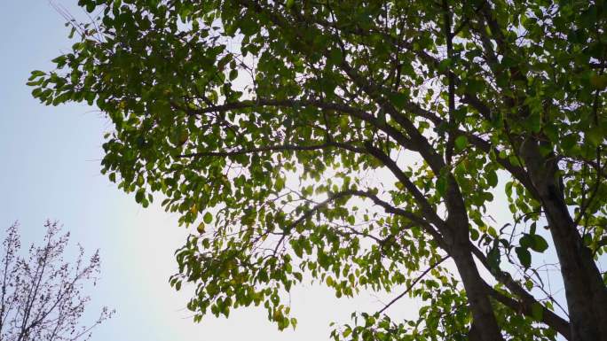 蓝天阳光透过树叶自然风景升格25fps
