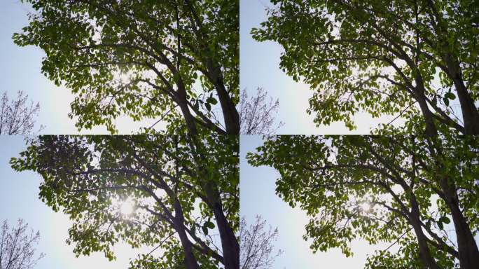 蓝天阳光透过树叶自然风景升格25fps