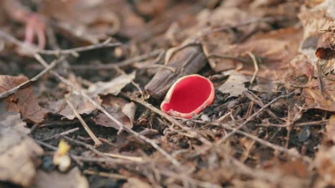 早春。Sarcoscypha coccinea，俗称猩红色的精灵杯，猩红色的精灵帽，或木头中的猩红色
